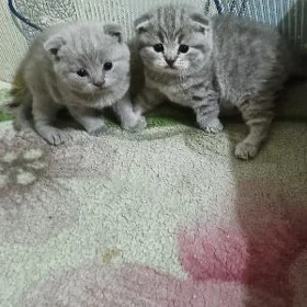 Котята шотландской породы