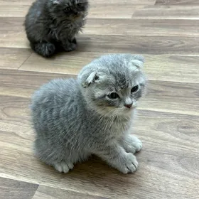 шотландские вислоухие котята