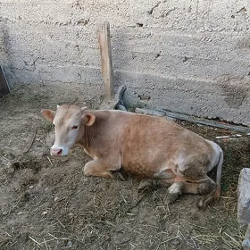 öküz