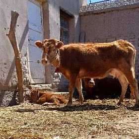 ÝAṢAJYK GÖLELI SYGYR PARODA