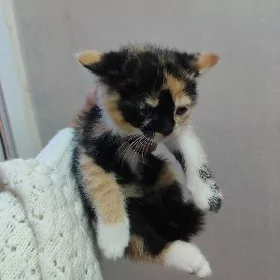 котенок девочка