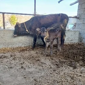 goleli sygyr