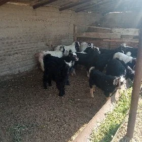 Çebiş daýaw
