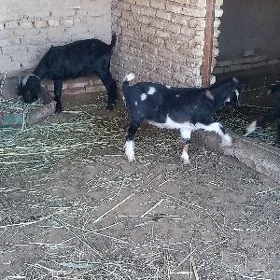Bakylan Geçi çebişler