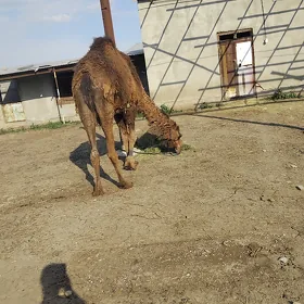 düýe