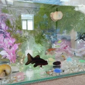 Akwarium   20 ltr