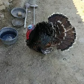 erkek induk