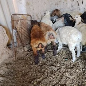 Gurbanlyk ucin kockarlar