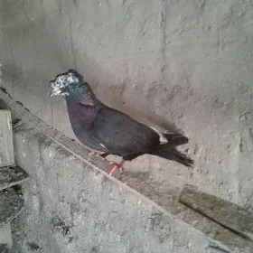 Kepderi