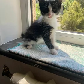 котенок