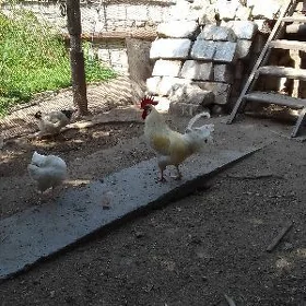 Петух
