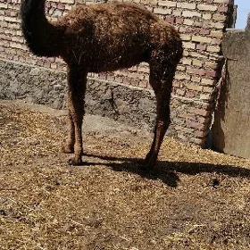 ogsyk