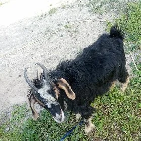 Geci