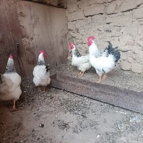 Adler yumurtga