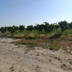 Mellek