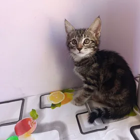 одам добрве в руки котёнка