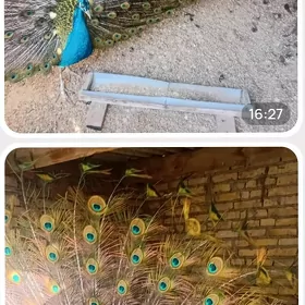 TAWUS GUŞ
