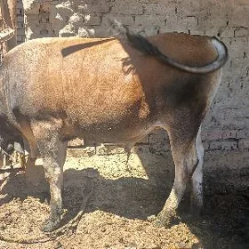 Öküz