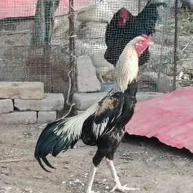 HORAZ