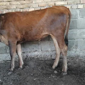 tüwe