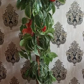 гул арасса