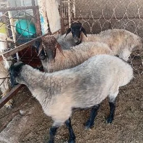 Goýun işşek