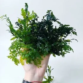 Больбитис Геделоти