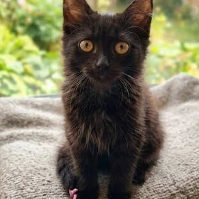 котёнок