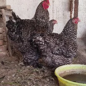 brama