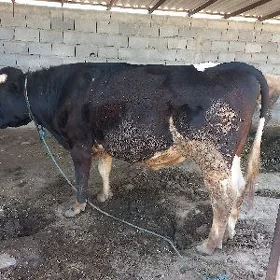 Öküz