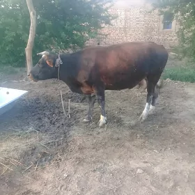 goleli sygyr 2 sany