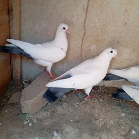 kepderi