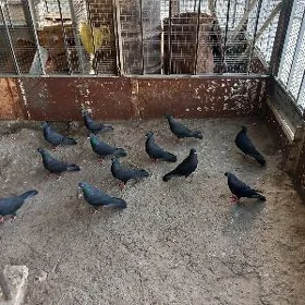 Kepderi Garalar