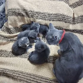 шотландские вислоухие котята