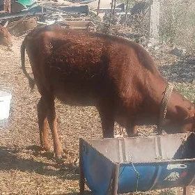голели сыгыр