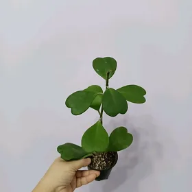 ХОЙЯ КЕРРИ 