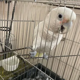 Little Corella