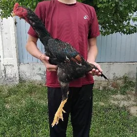 Taşkent horaz