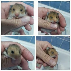 хомяк