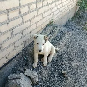 Алабай