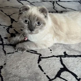 котенок вислоухая