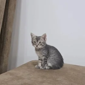 Pishik , котенок
