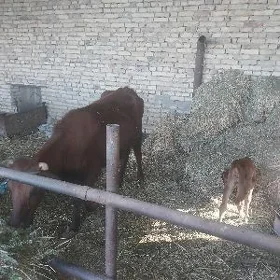 inek cagasy unajyn