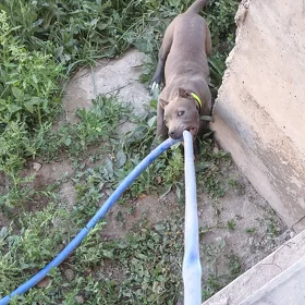 pitbull