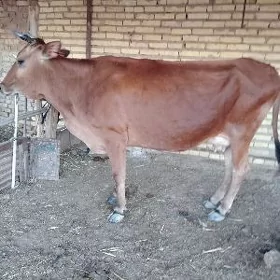 sygyr okuz
