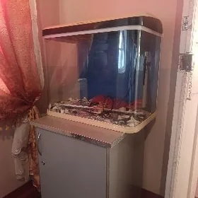 akwarium