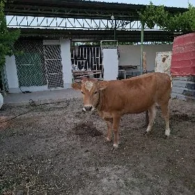 tüwe