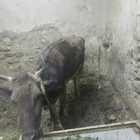 Gysyr sygyr