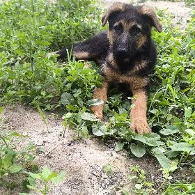 apchalka