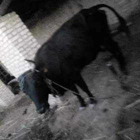 Göleli sygyr